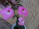 Jewel Pink