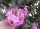 P20-07-11_13.25[1]