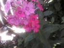 P20-07-11_13.25[2]