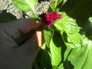 P20-07-11_13.40[1]