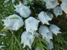 Thuja_Tuia (2011, July 19)