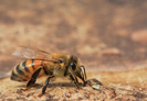 Bee-Hives-Honeybee02