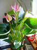 anthurium roz