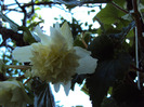 DSC02866