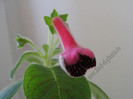NEW - Kohleria Sofia 4