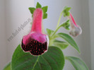 NEW - Kohleria Sofia 5