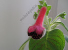 NEW - Kohleria Sofia 6