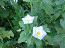 Convolvulus tricolor (2008, August)