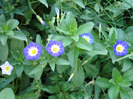 Convolvulus tricolor (2008, August)