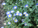 Convolvulus tricolor (2008, August)