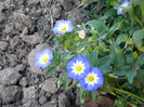 Dwarf Morning Glory (2008, August)