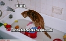 poze-amuzante-istoria-pisicilor