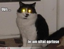 poze-amuzante-pisica-are-ochii-stralucitori