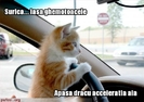 poze-amuzante-pisicile-incearca-sa-conduca-masina