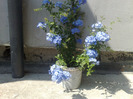 plumbago