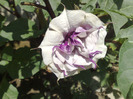 datura mov