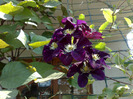 clematita warshawa nike