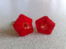 floricele de ipomeea