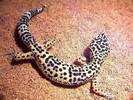 gecko_leopard