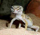 page42-leopard-gecko-0013