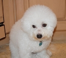 Bichon Frise