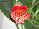 Manchu 22-07-2011