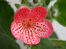 Manchu 27-07-2011
