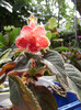 DSC07398