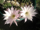 Echinopsis  flori roz