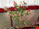 Flori 30 07 2011 002