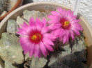 Mammillaria guelzowiana