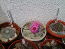 Mammillaria guelzowiana