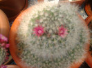 Mammillaria bocasana f. roseiflora