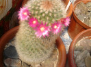 Mammillaria backebergiana