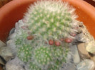 Rebutia tarvitaensis