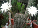 Echinopsis