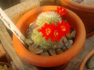 Rebutia tarvitaensis