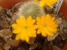Rebutia senilis kesseleringiana