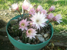 Echinopsis