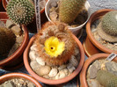 Notocactus schlosseri