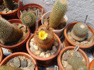 Notocactus schlosseri