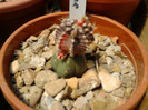 Gymnocalycium mihanovichi v. friedrichi f. satirat