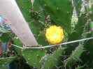 Brasiliopuntia brasiliensis