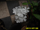 Picture 006