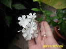 plumbago alb