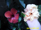 Picture 011