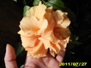Picture 013