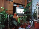 camera mea invadata de flori