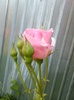 Fotografie0473