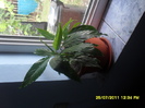 SAM_2709